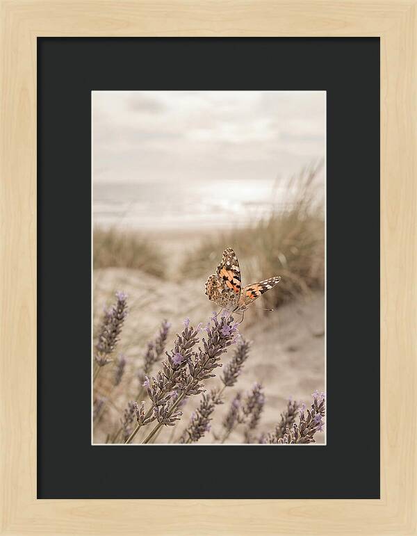 Painted Lady Butterfly On Lavender
