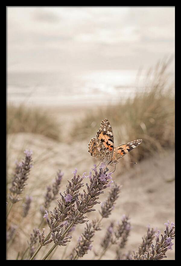 Painted Lady Butterfly On Lavender