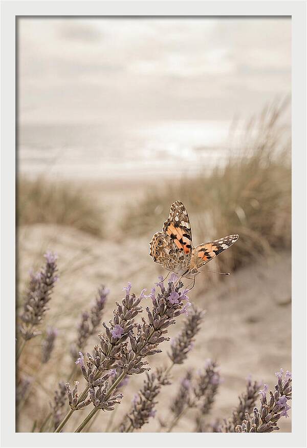Painted Lady Butterfly On Lavender