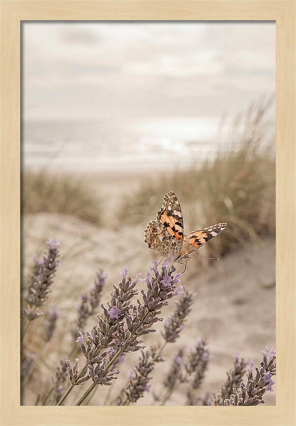 Painted Lady Butterfly On Lavender