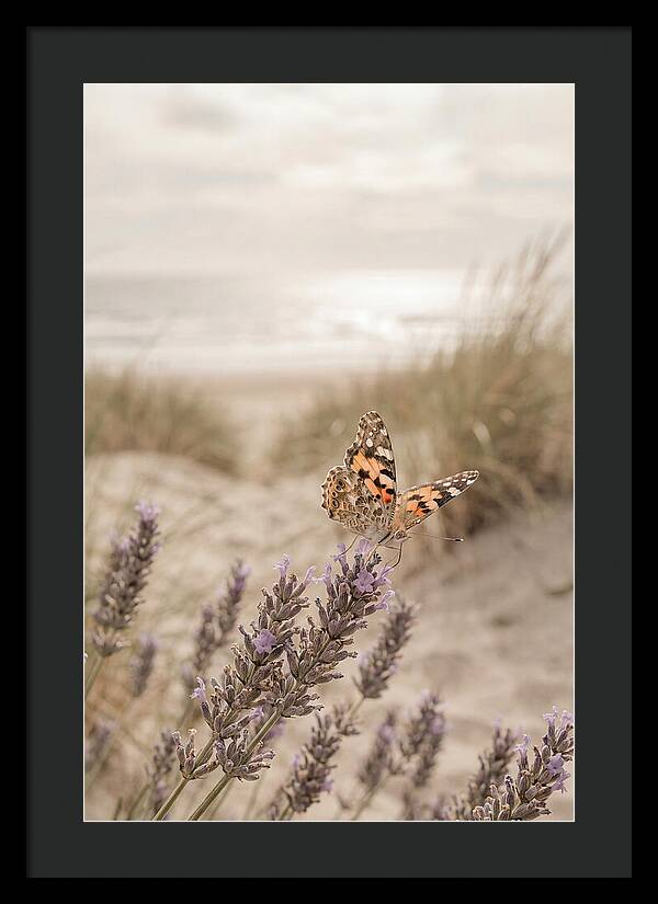 Painted Lady Butterfly On Lavender