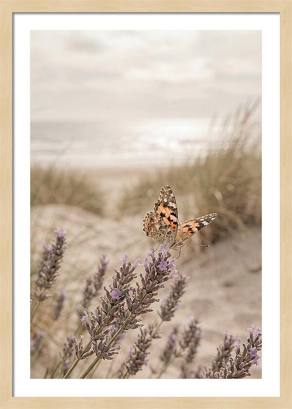 Painted Lady Butterfly On Lavender