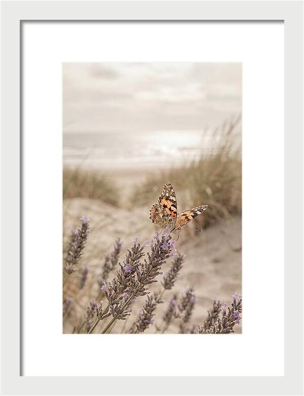 Painted Lady Butterfly On Lavender