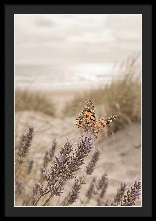 Painted Lady Butterfly On Lavender