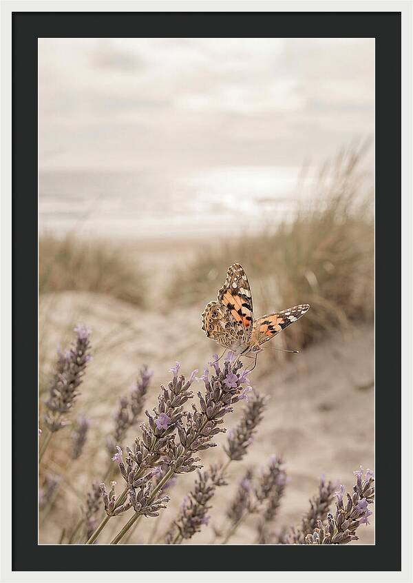 Painted Lady Butterfly On Lavender