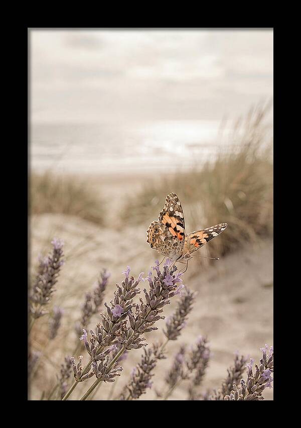 Painted Lady Butterfly On Lavender