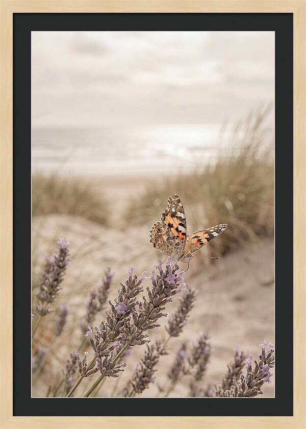 Painted Lady Butterfly On Lavender