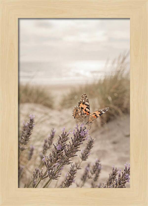 Painted Lady Butterfly On Lavender