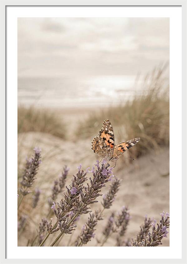 Painted Lady Butterfly On Lavender