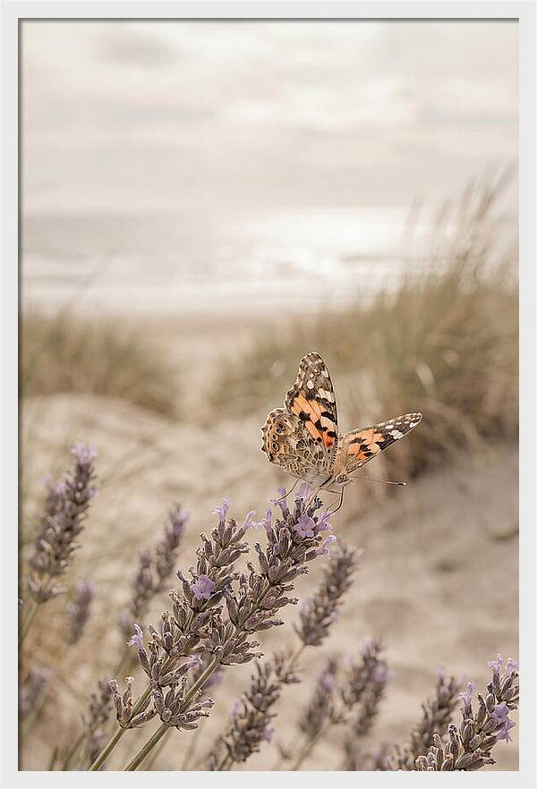 Painted Lady Butterfly On Lavender