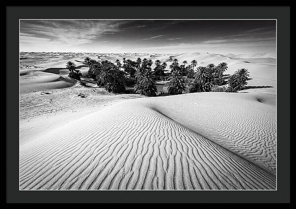 Palm Oasis Amidst Desert Dunes