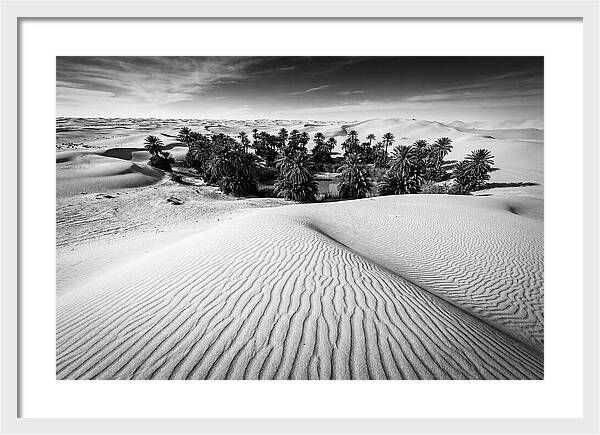 Palm Oasis Amidst Desert Dunes