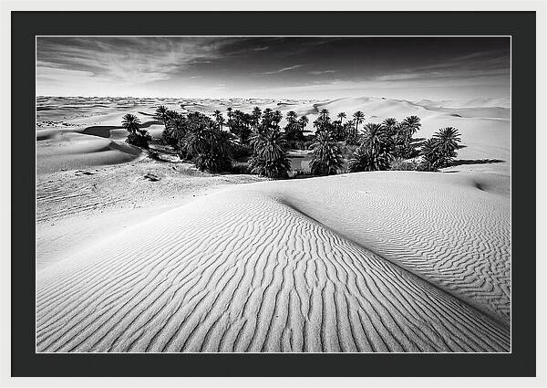 Palm Oasis Amidst Desert Dunes