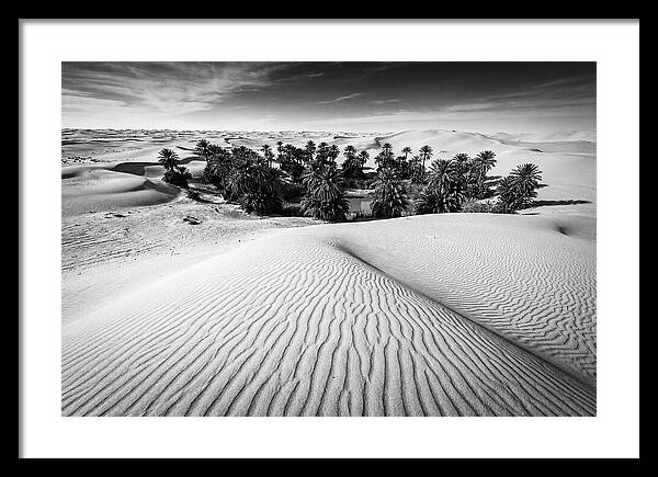 Palm Oasis Amidst Desert Dunes