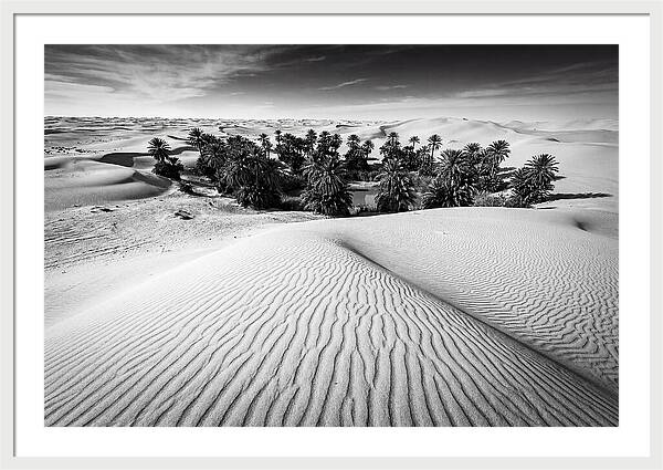 Palm Oasis Amidst Desert Dunes