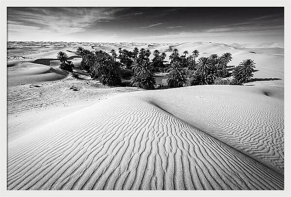 Palm Oasis Amidst Desert Dunes