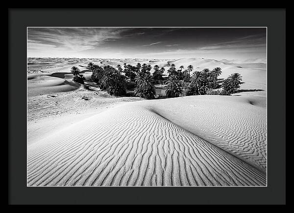Palm Oasis Amidst Desert Dunes