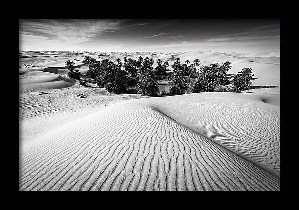 Palm Oasis Amidst Desert Dunes