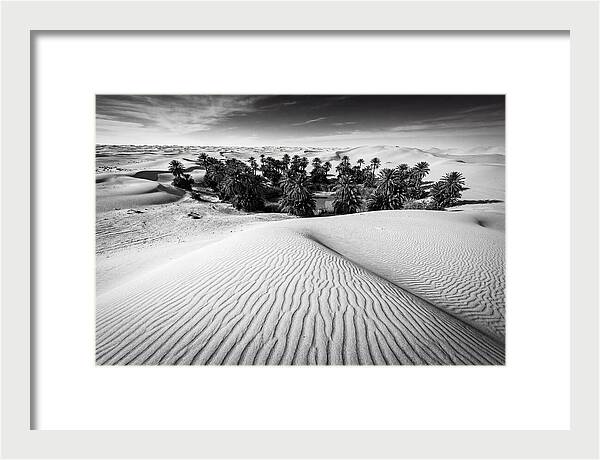 Palm Oasis Amidst Desert Dunes