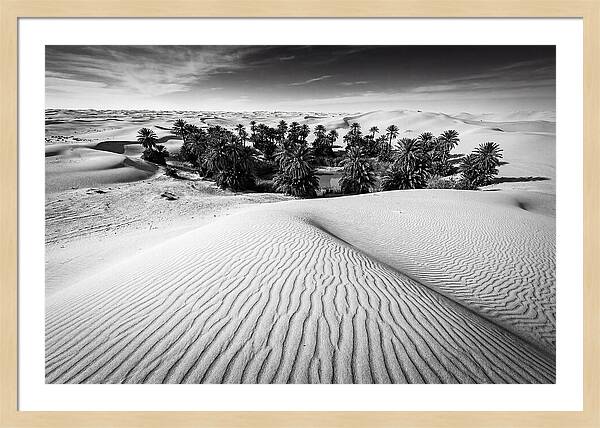 Palm Oasis Amidst Desert Dunes