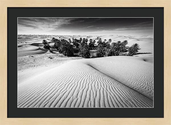 Palm Oasis Amidst Desert Dunes