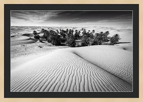 Palm Oasis Amidst Desert Dunes