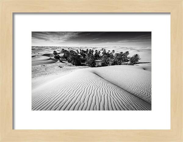 Palm Oasis Amidst Desert Dunes