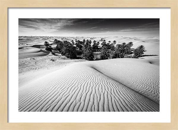 Palm Oasis Amidst Desert Dunes