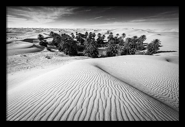 Palm Oasis Amidst Desert Dunes