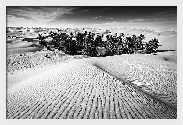 Palm Oasis Amidst Desert Dunes