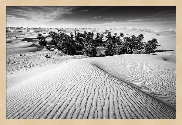 Palm Oasis Amidst Desert Dunes