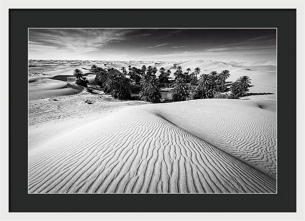 Palm Oasis Amidst Desert Dunes