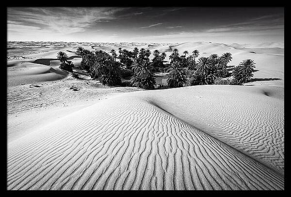 Palm Oasis Amidst Desert Dunes