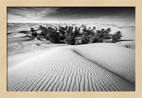 Palm Oasis Amidst Desert Dunes