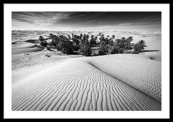 Palm Oasis Amidst Desert Dunes