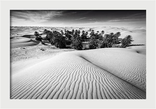 Palm Oasis Amidst Desert Dunes