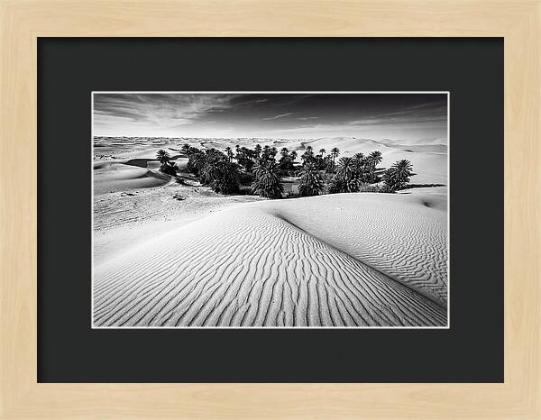 Palm Oasis Amidst Desert Dunes