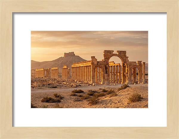 Palmyra Colonnade Avenue At Golden Hour