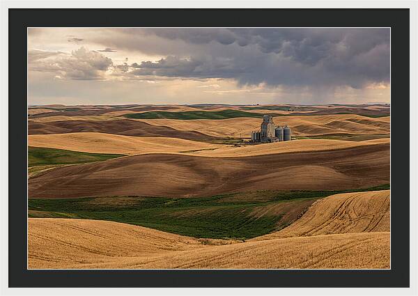 Palouse Hills At Harvest