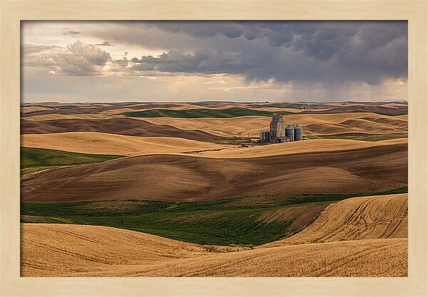 Palouse Hills At Harvest