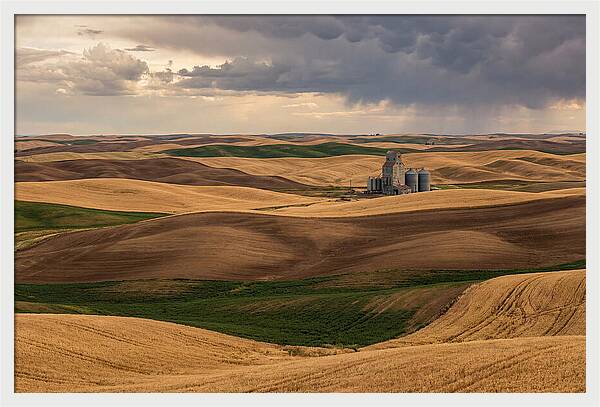 Palouse Hills At Harvest