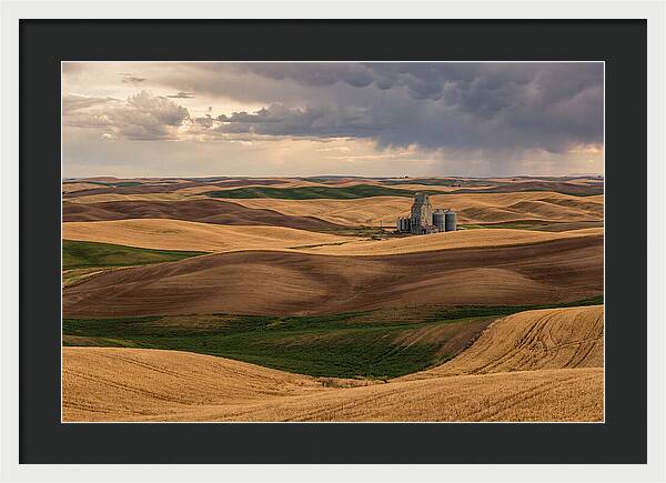 Palouse Hills At Harvest