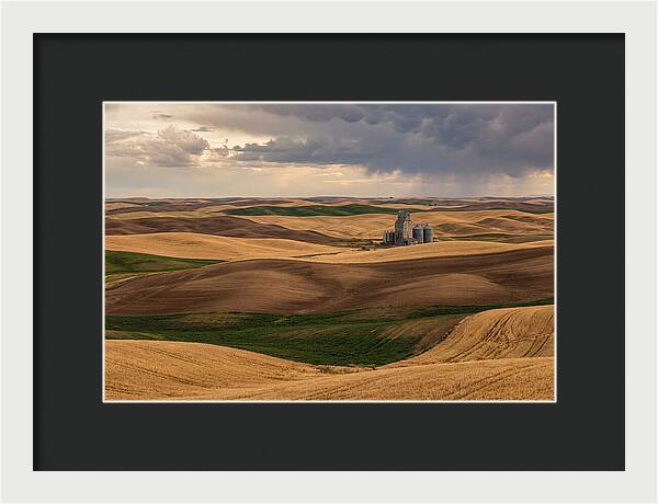 Palouse Hills At Harvest