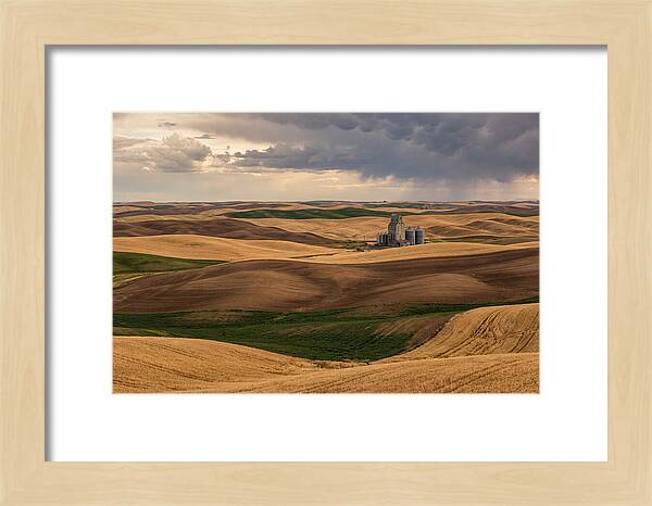 Palouse Hills At Harvest
