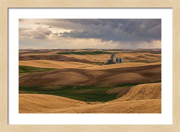 Palouse Hills At Harvest