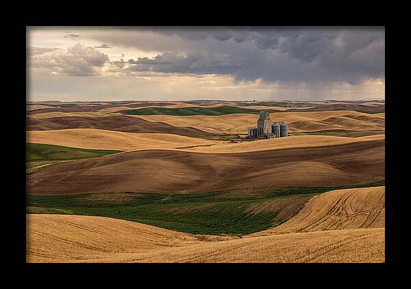 Palouse Hills At Harvest