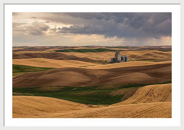 Palouse Hills At Harvest