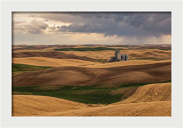 Palouse Hills At Harvest