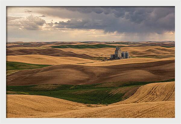 Palouse Hills At Harvest