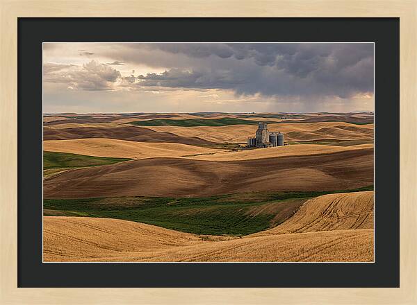 Palouse Hills At Harvest